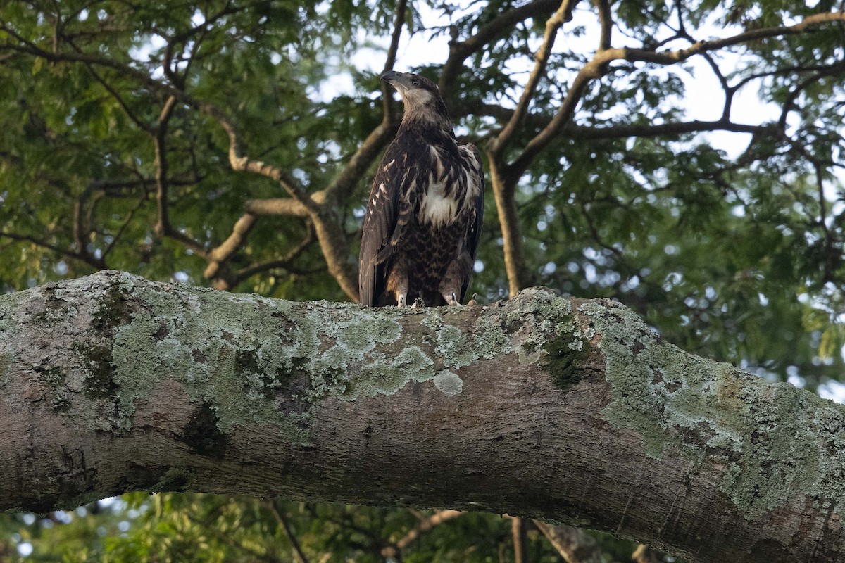 African Fish-Eagle - Eric VanderWerf