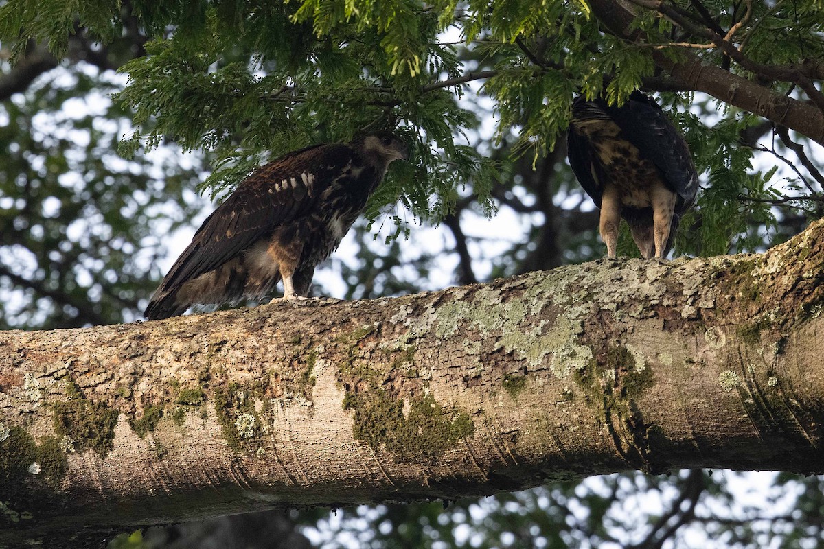 African Fish-Eagle - ML360270281