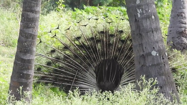 Indian Peafowl - ML360270411