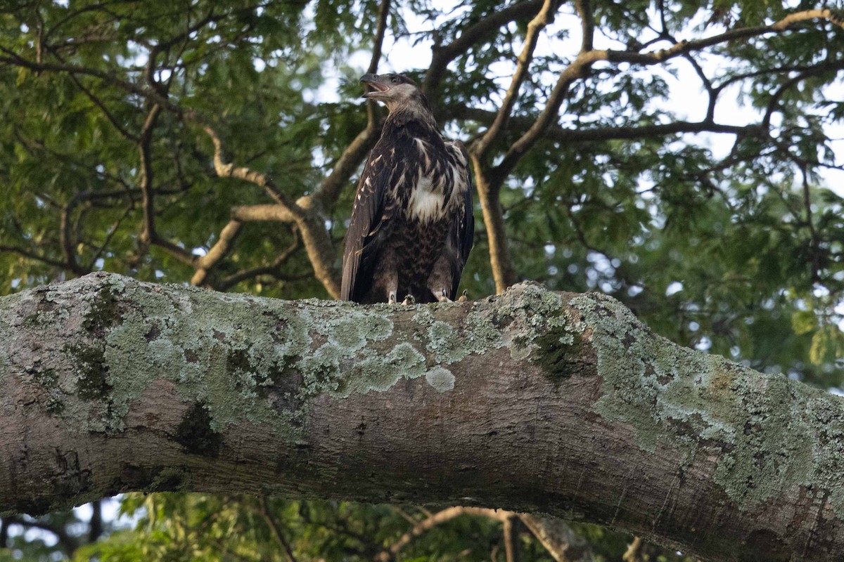 African Fish-Eagle - Eric VanderWerf