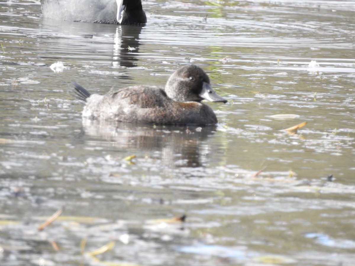 Blue-billed Duck - ML360270951