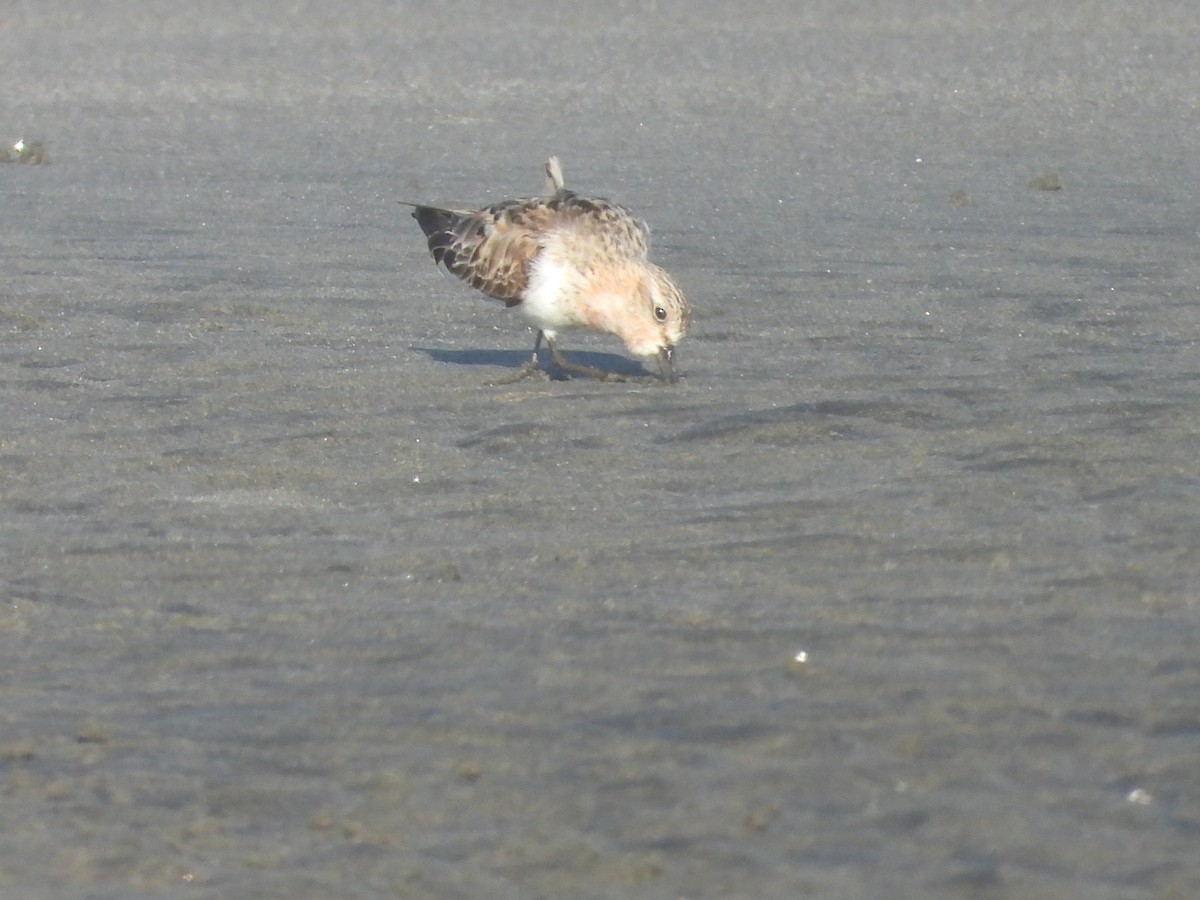 Rotkehl-Strandläufer - ML360271381