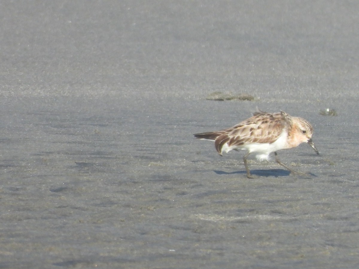 Rotkehl-Strandläufer - ML360271521