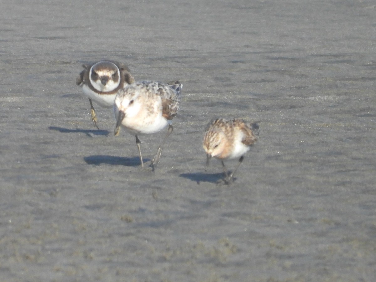 Red-necked Stint - ML360271671