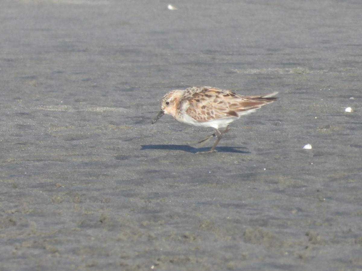 Rotkehl-Strandläufer - ML360271851