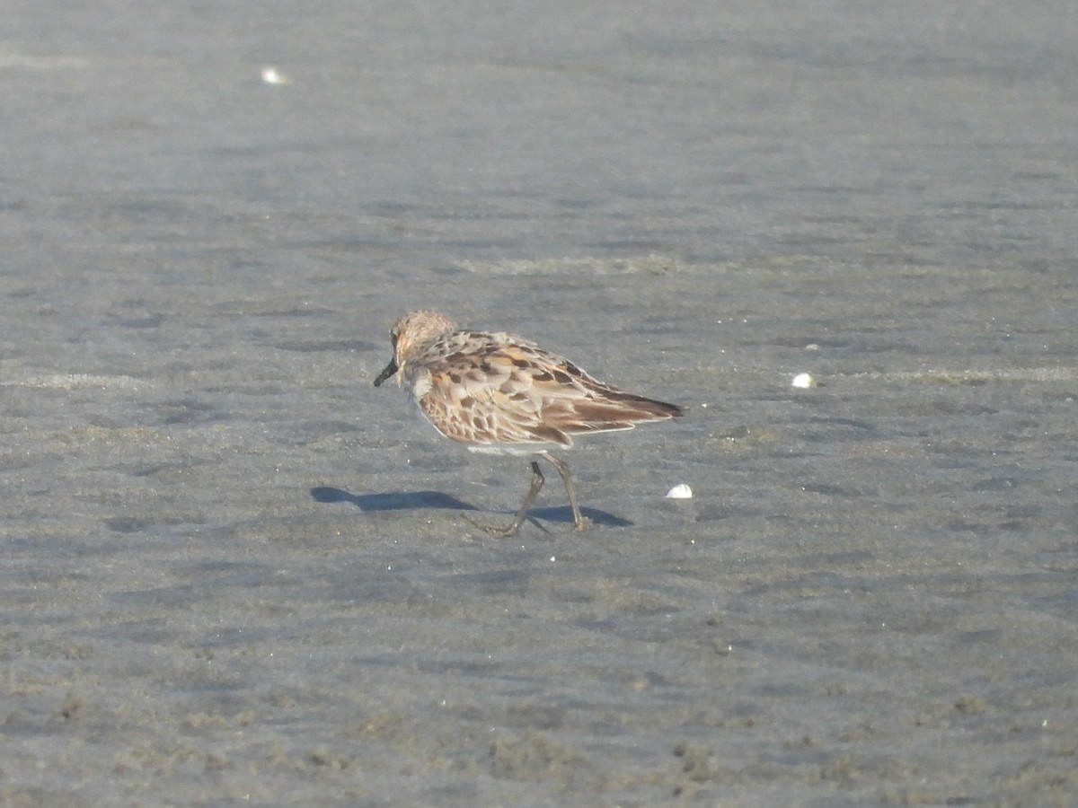 Red-necked Stint - ML360271881