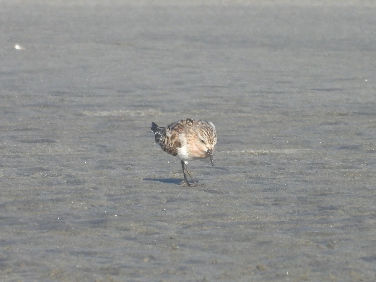 Rotkehl-Strandläufer - ML360272191