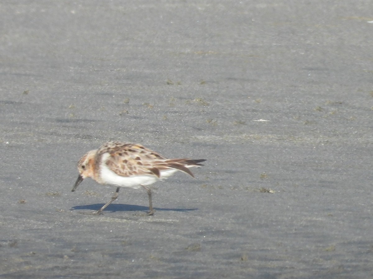 Rotkehl-Strandläufer - ML360272421