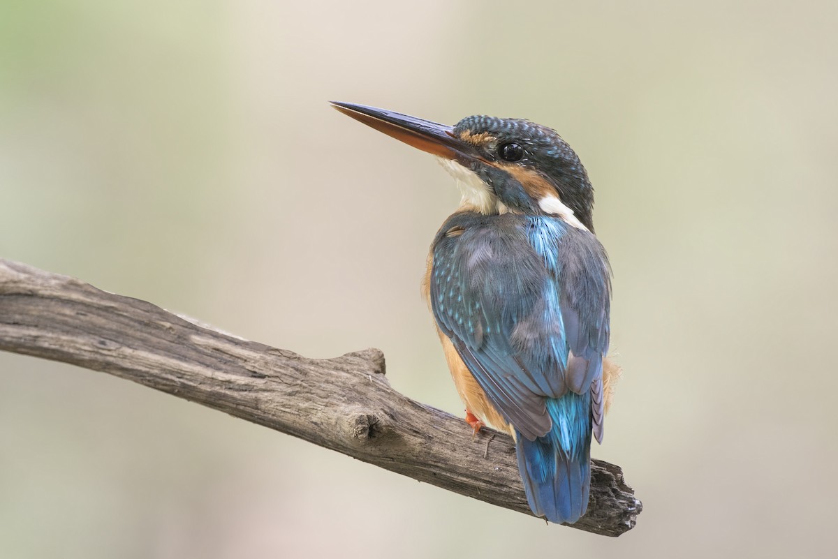 Martin-pêcheur d'Europe - ML360272491