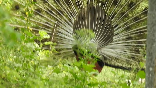 Indian Peafowl - ML360272751