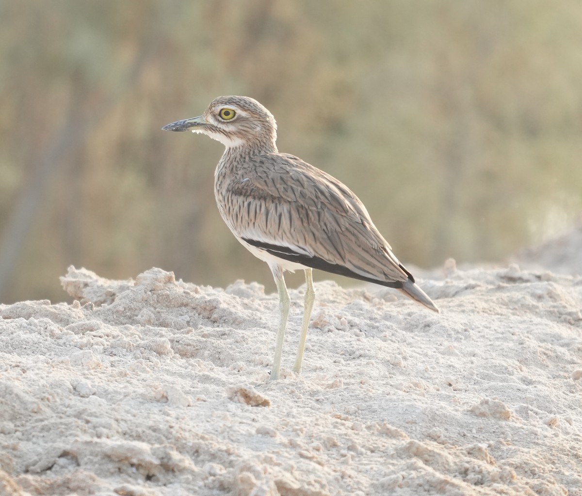 Eurasian Thick-knee - Mohamed  Almazrouei