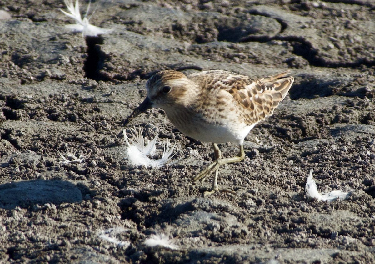 Least Sandpiper - ML360273301