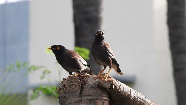 Common Myna - ML360273841