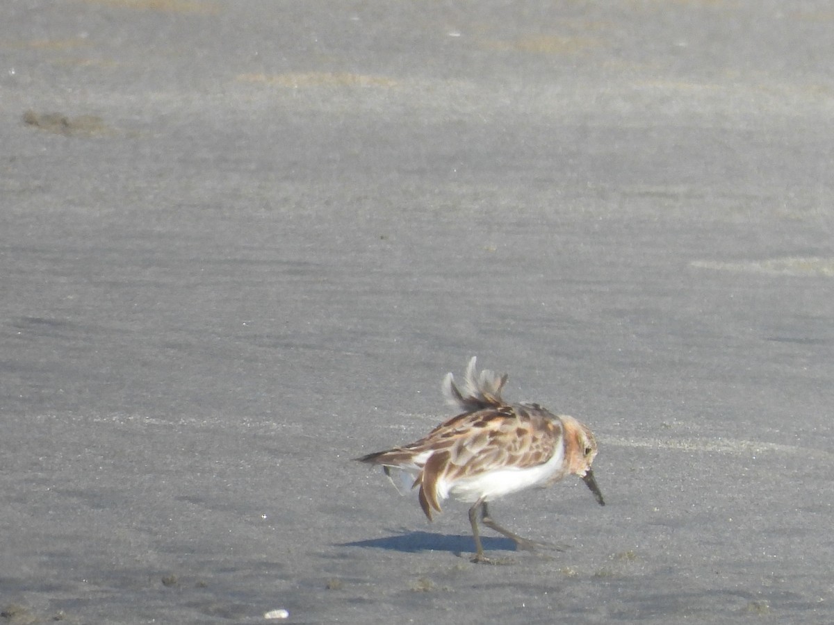 Red-necked Stint - Colby Neuman