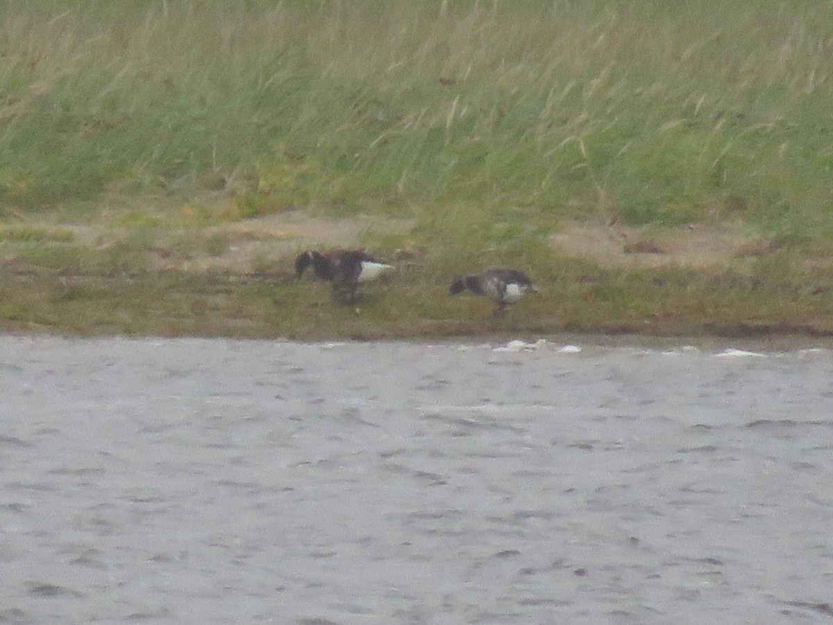 Branta musubeltza (nigricans) - ML360274281