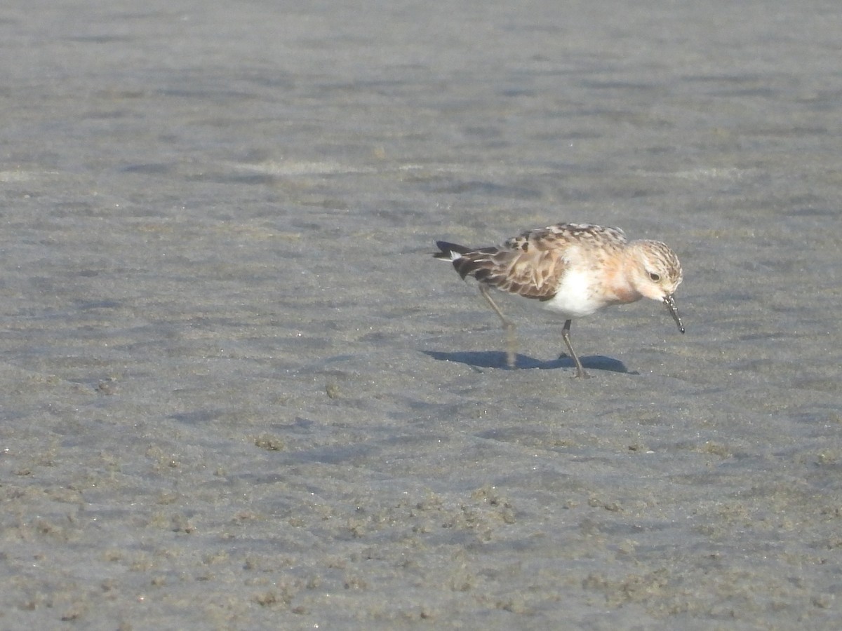 Rotkehl-Strandläufer - ML360274381