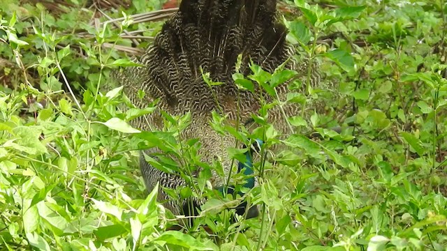 Indian Peafowl - ML360274751