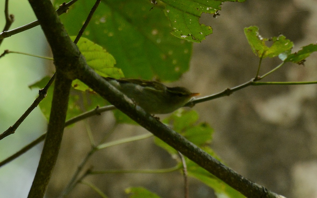 Western Crowned Warbler - ML360274781