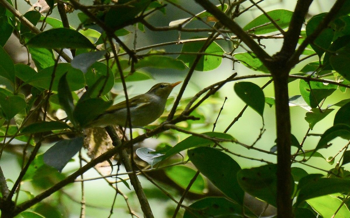 Western Crowned Warbler - ML360274791