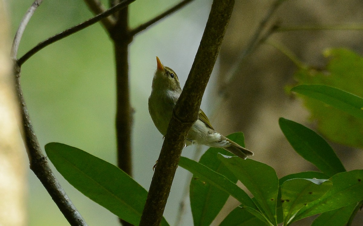 Western Crowned Warbler - ML360274801