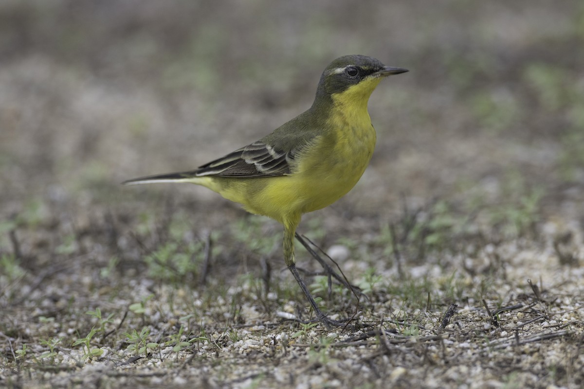 Eastern Yellow Wagtail - Jan-Peter  Kelder