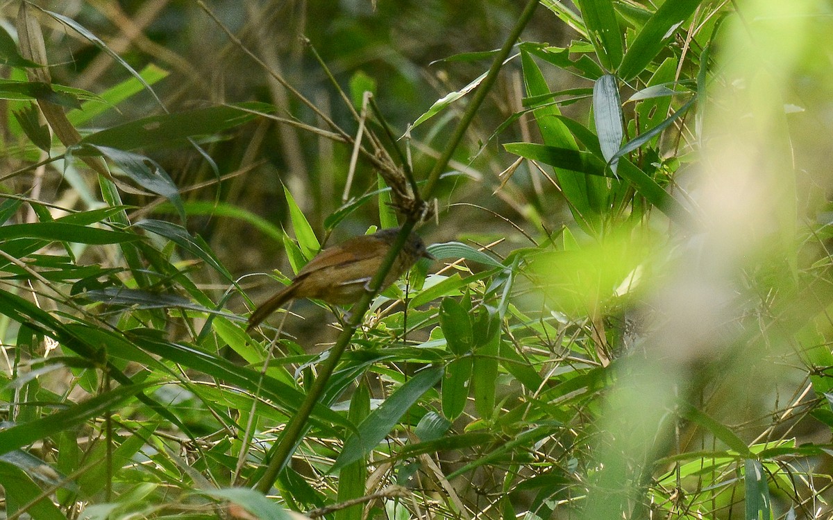 Brown-cheeked Fulvetta - Gaja mohanraj