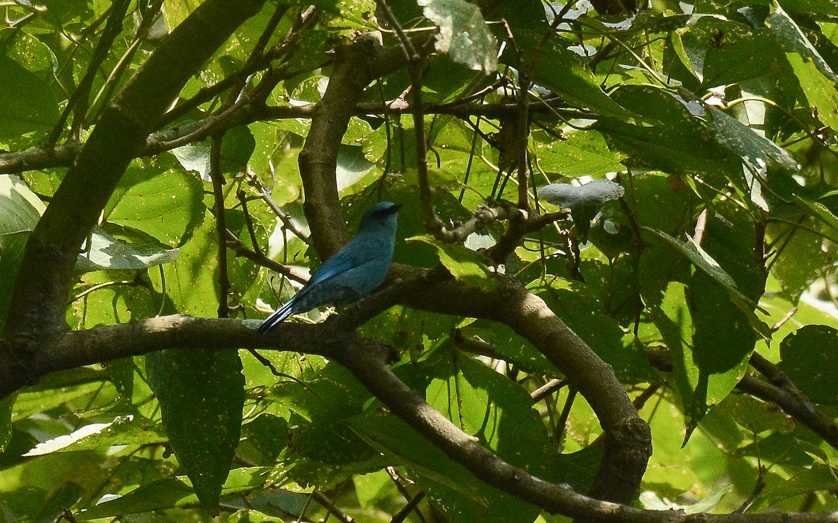 Verditer Flycatcher - Gaja mohanraj