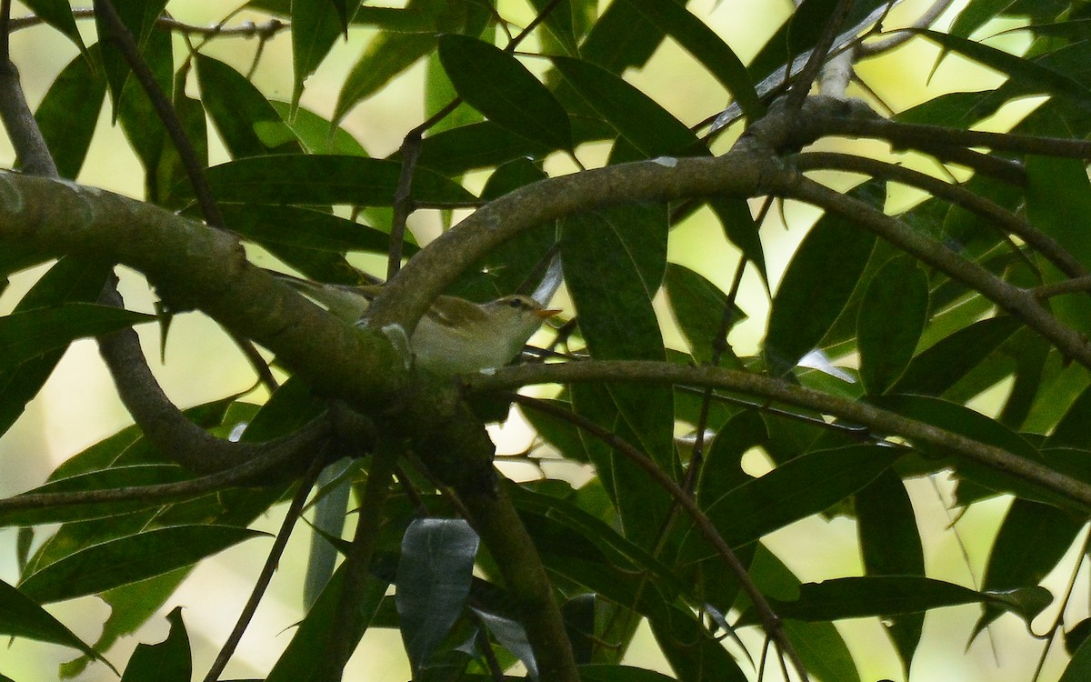 Western Crowned Warbler - ML360275051