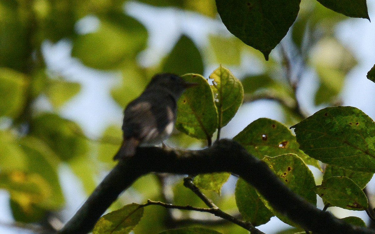 Rusty-tailed Flycatcher - ML360275091