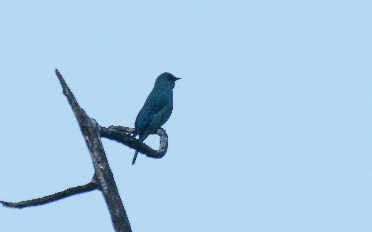 Verditer Flycatcher - Gaja mohanraj