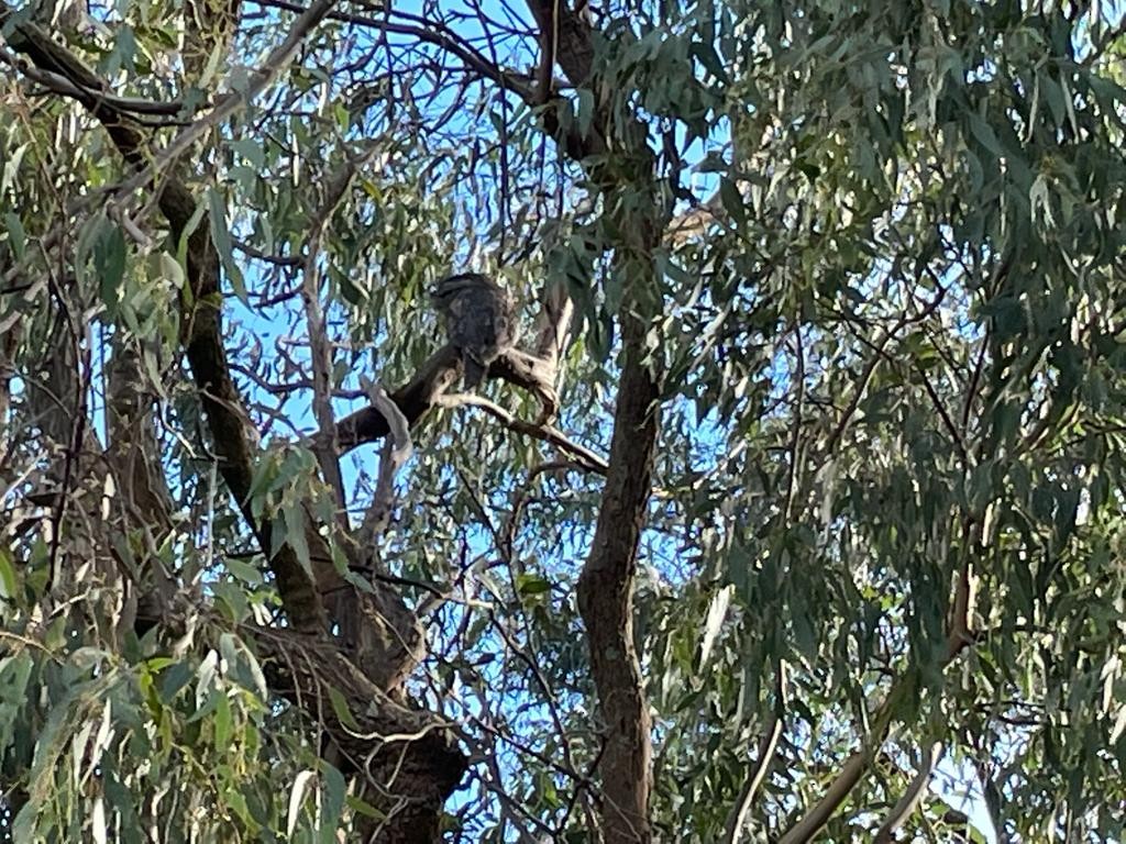 Tawny Frogmouth - ML360276461