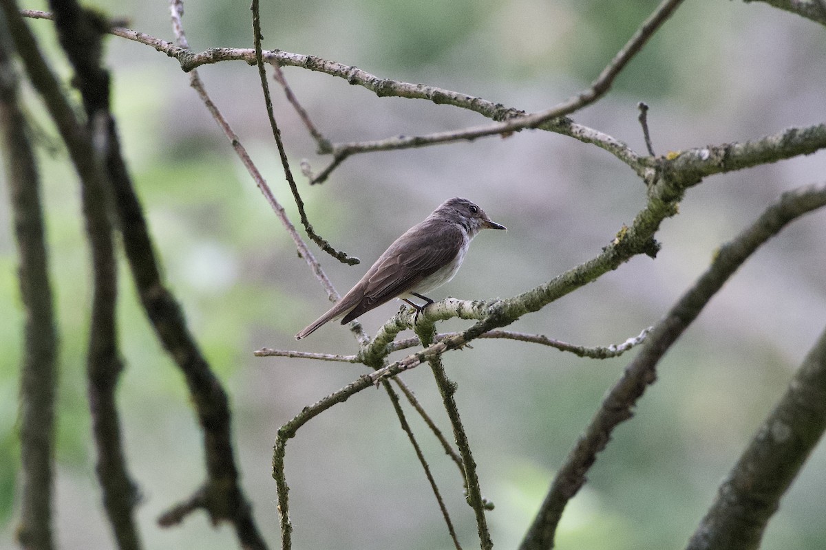 Spotted Flycatcher (Spotted) - ML360276641