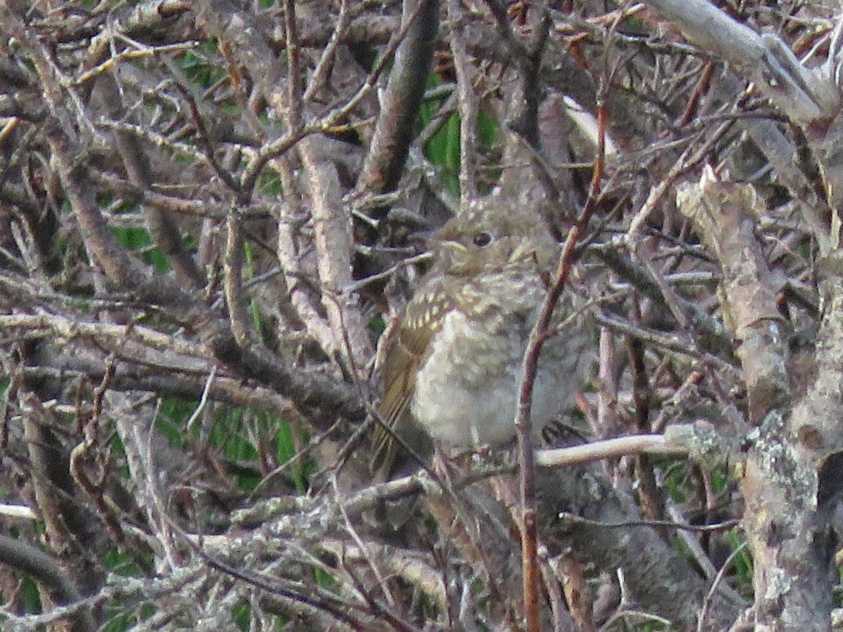 Gray-cheeked Thrush - Bryant Olsen