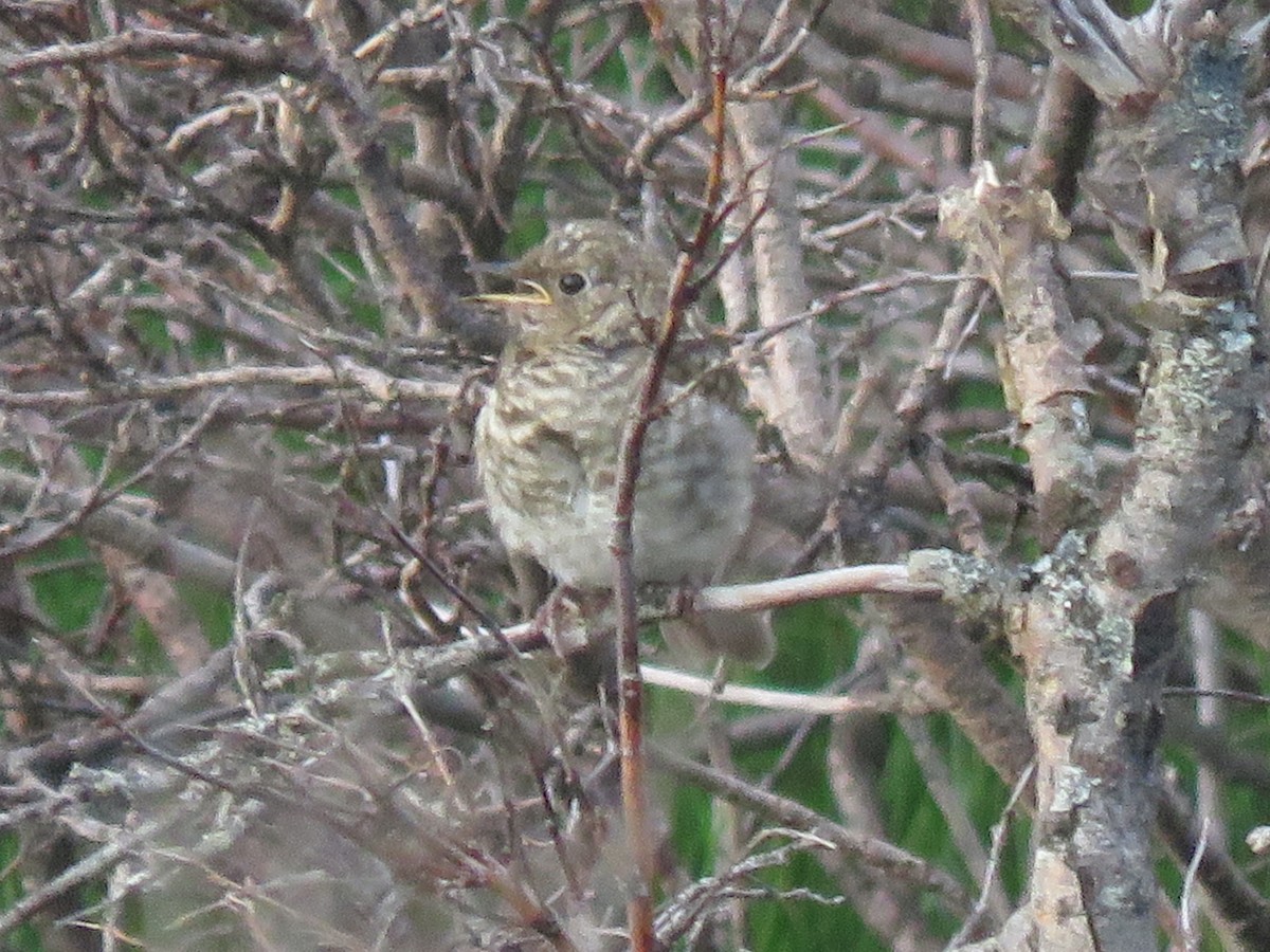 Gray-cheeked Thrush - Bryant Olsen