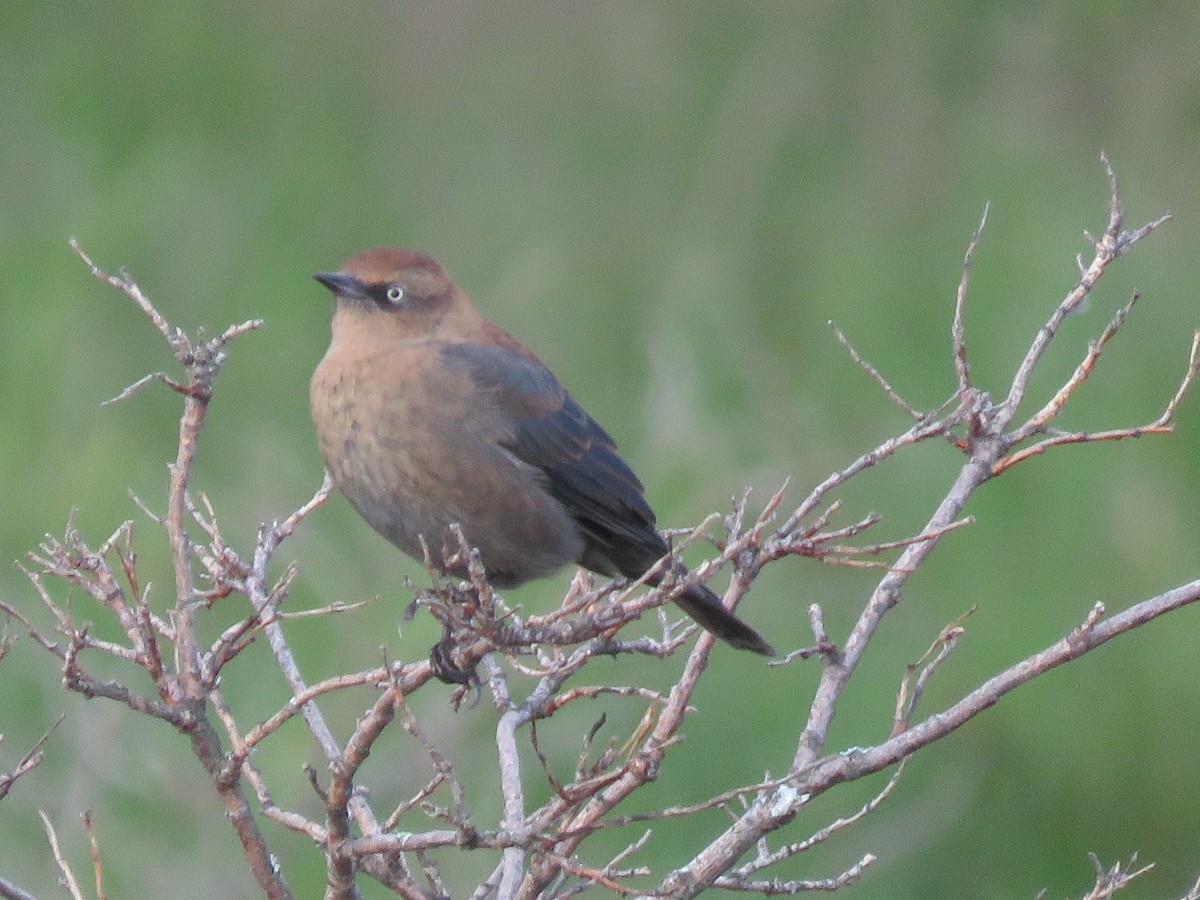 Rusty Blackbird - Bryant Olsen