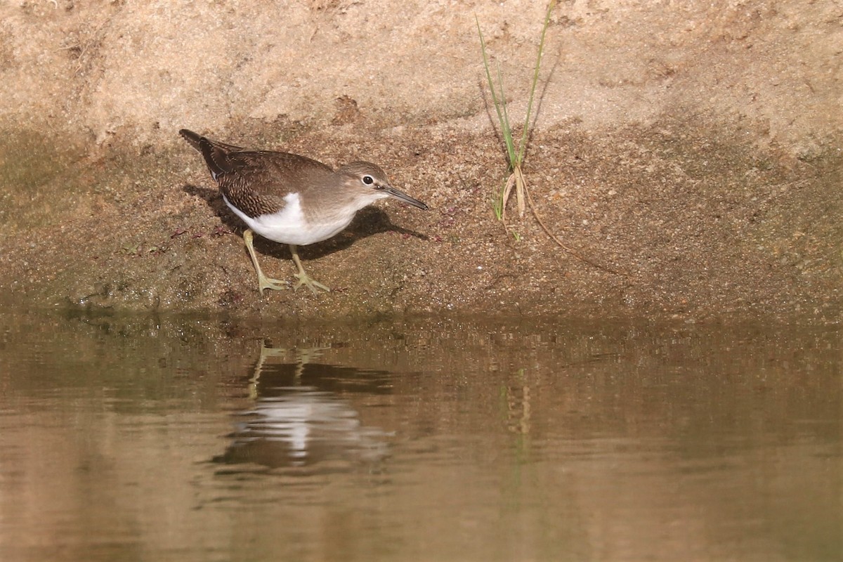 strandsnipe - ML360279281