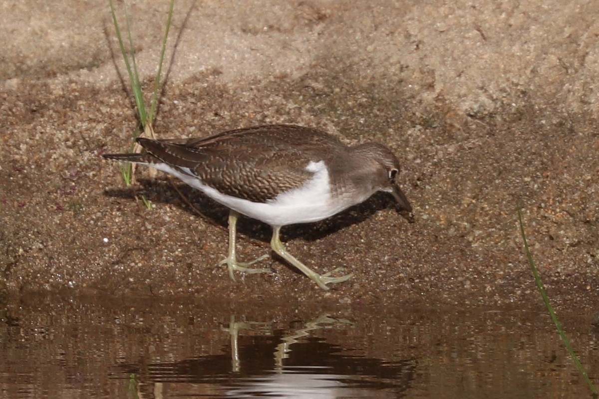 strandsnipe - ML360279291