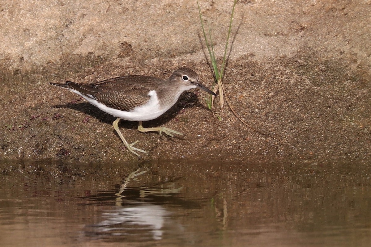 strandsnipe - ML360279301
