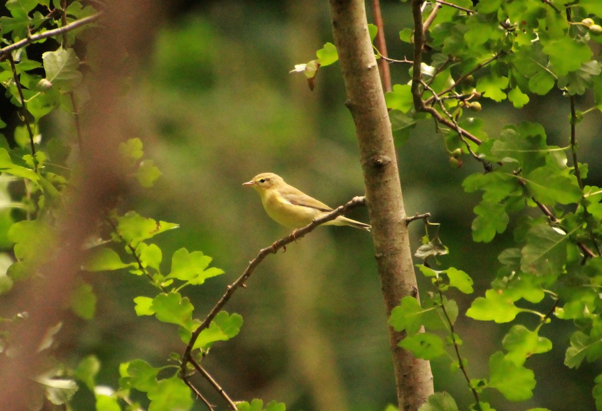 Willow Warbler - ML360280111