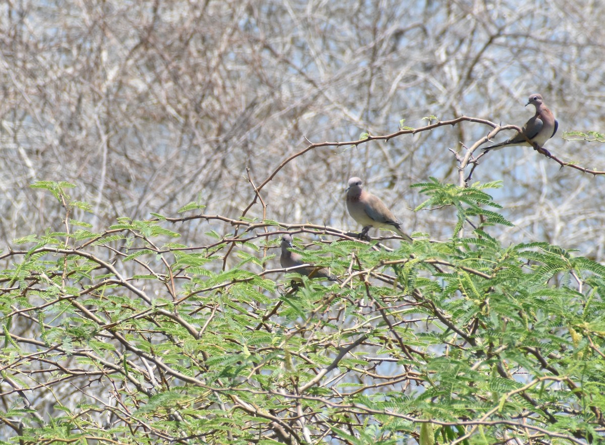 Tórtola Senegalesa - ML360280381