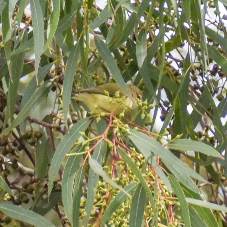 Weebill - ML360282591