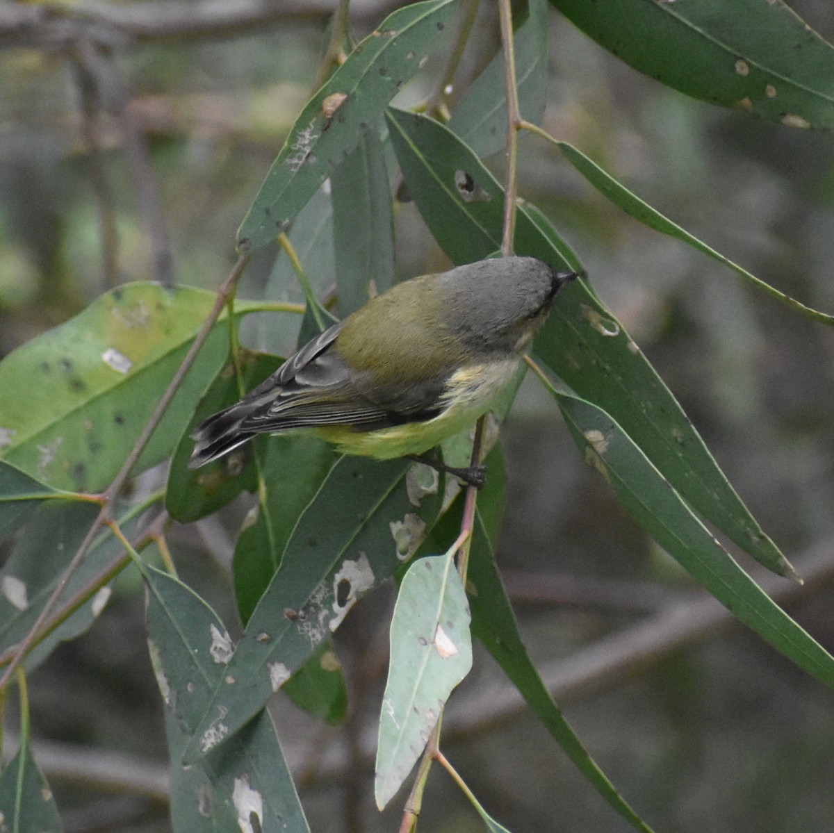 Weebill - ML360282601