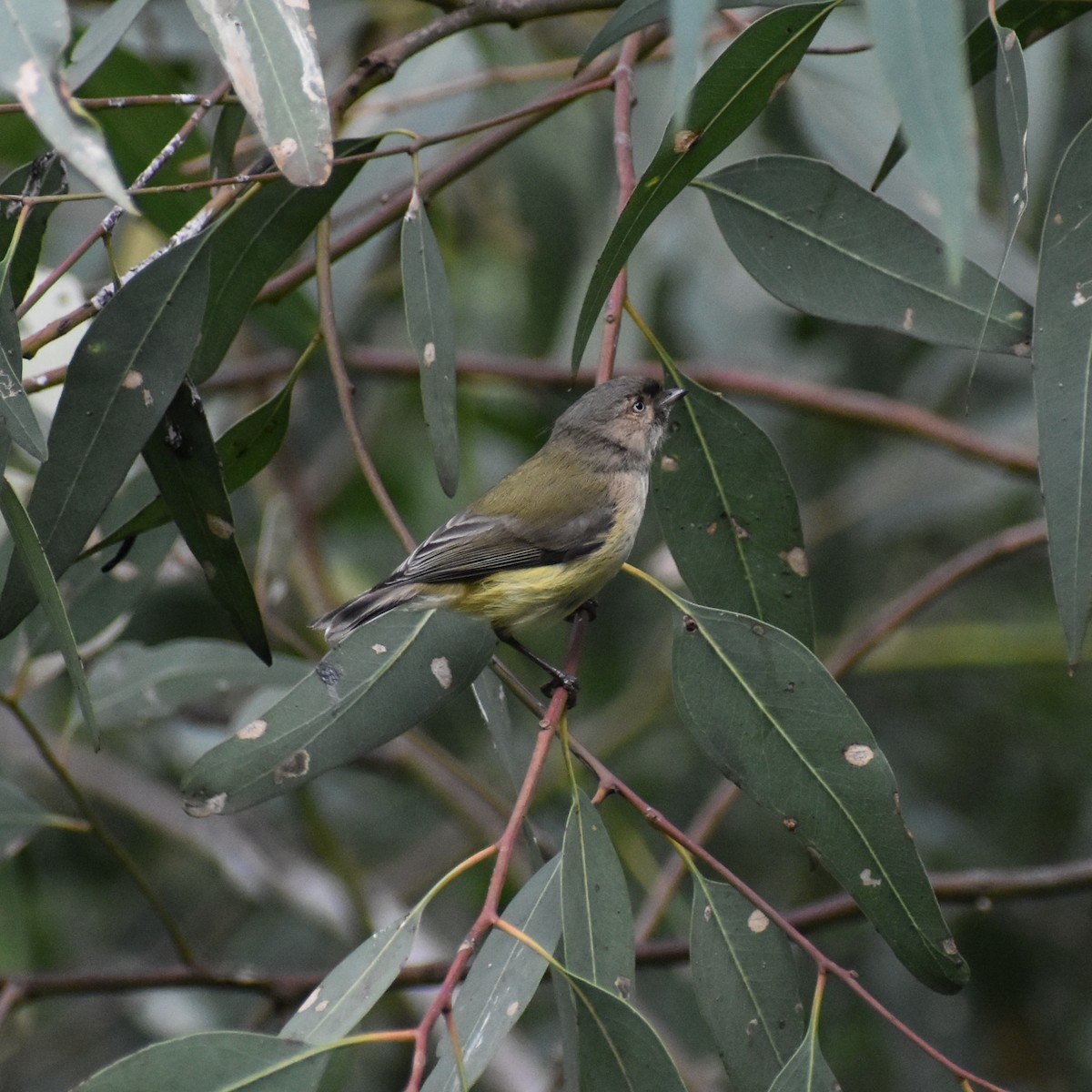 Weebill - ML360282631