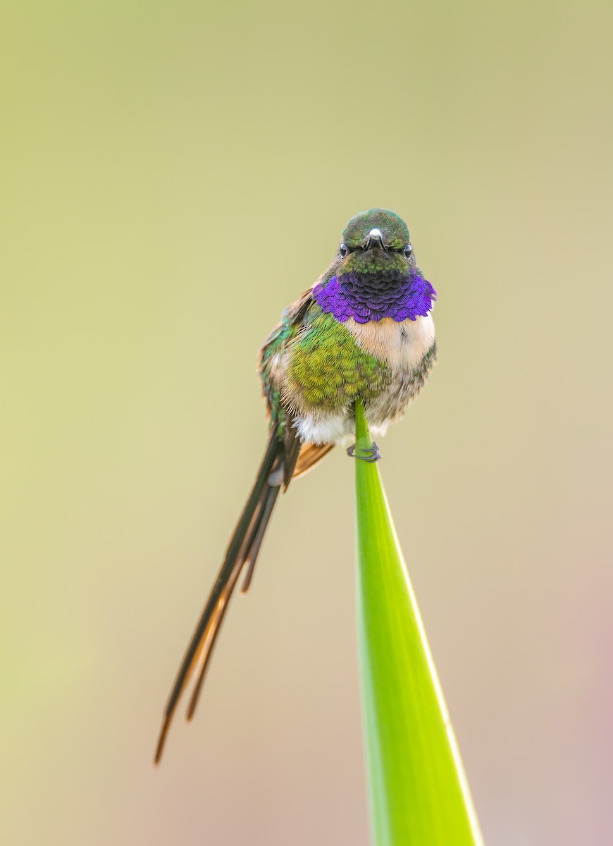 Slender Sheartail - ML360283251