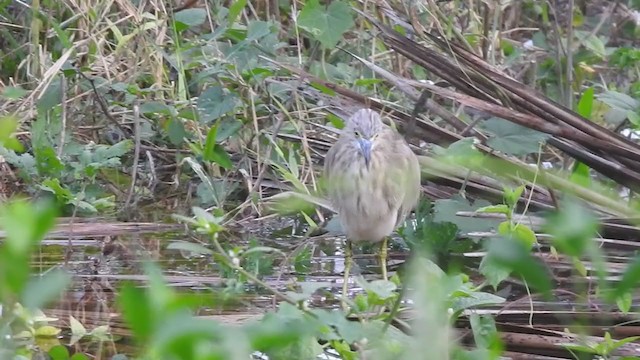 Indian Pond-Heron - ML360284271