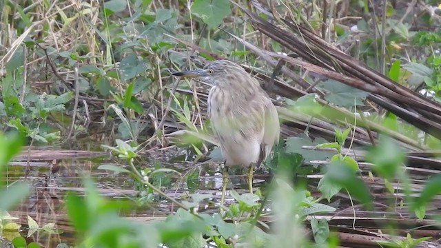 Indian Pond-Heron - ML360284611