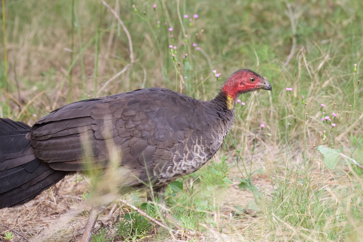 Australian Brushturkey - ML360285031