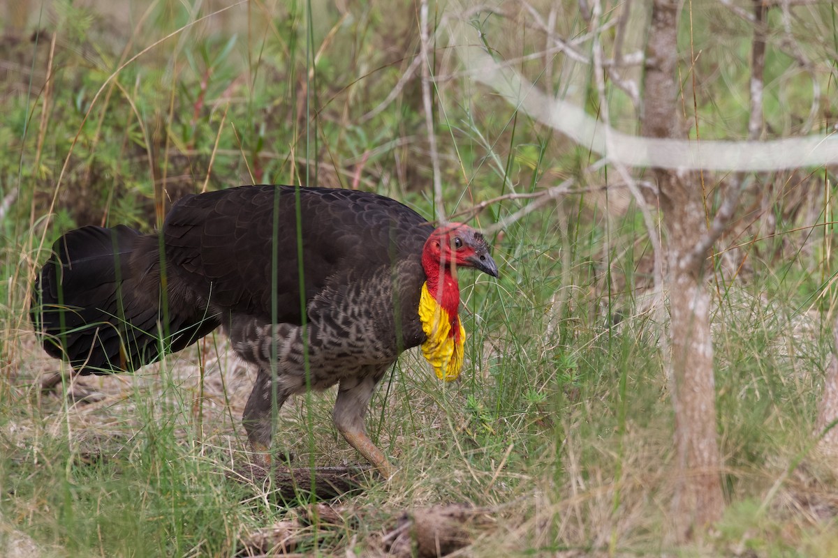 Australian Brushturkey - Dennis Devers