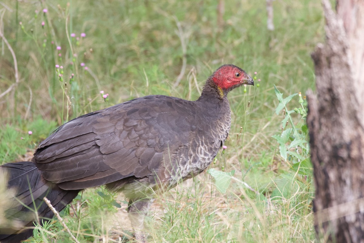 Australian Brushturkey - ML360285051