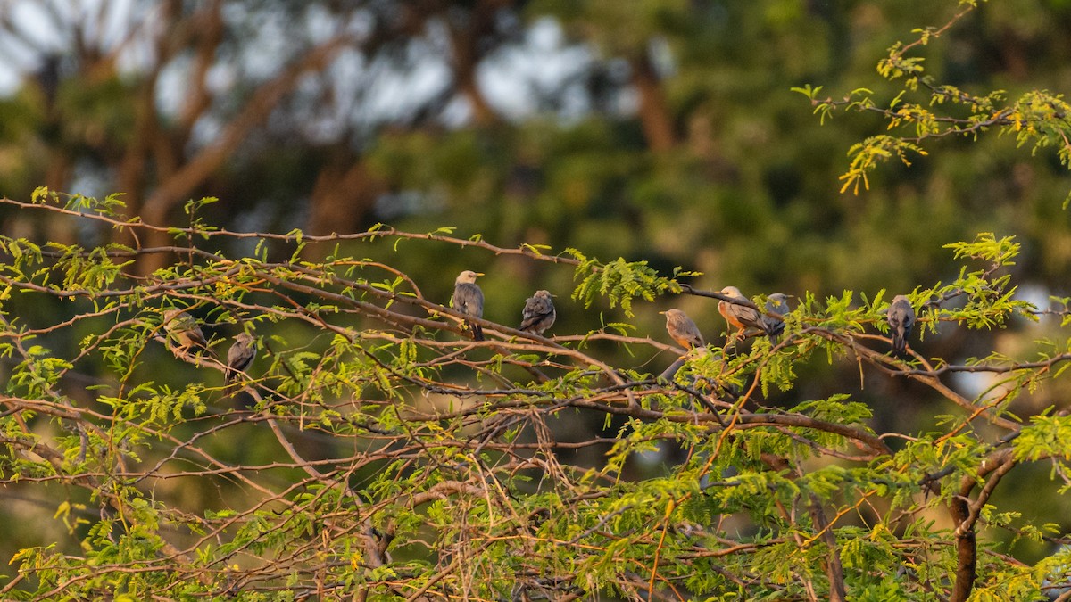 Chestnut-tailed/Malabar Starling - ML360287441